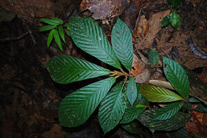 Cyrtandra sp., plagiotropic stem and perfect shade avoidance in the distribution  of the anisophyllous leaves, Deramakot FR, Sabah, Borneo