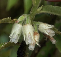 Cyrtandra sp., plant globally hairy, translucent lobes of corolla at anthesis, Kwau, 1600 m as, Arfak mountains, West Papua