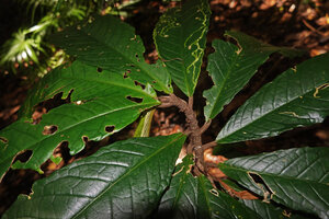 Cyrtandra sp., stem apically plagiotropic then suddenly becoming vertically oriented after the fourth leaf, Malagufuk, Sorong, Papua