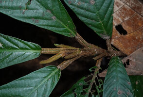 Cyrtandra sp., strong anisophylly, the small opposite leaf of a pair being reduced to a brown hairy cataphyll similar to the petiole of the big leaf, Deramakot FR, Sabah, Borneo