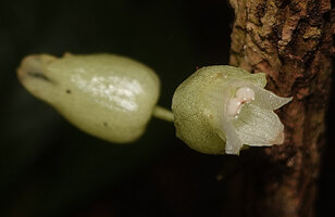 Cyrtandra sp., two flowers at anthesis, Malagufuk, Sorong, Papua