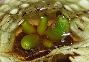 Cyrtandra warburgiana, cup shaped involucral bracts becoming a waterproof tank, the indehiscent fruits maturing under the water, Poring, 400 m asl, Kinabalu NP, Sabah, Borneo