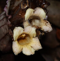 Cyrtandra warburgiana, flowers, Poring, 400 m asl, Kinabalu NP, Sabah, Borneo