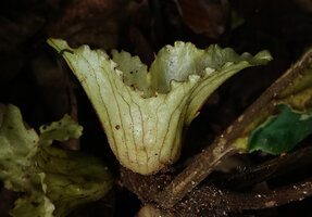 Cyrtandra warburgiana, pale yellow cup shaped erect waterproof involucral bracts, Poring, 400 m asl, Kinabalu NP, Sabah, Borneo