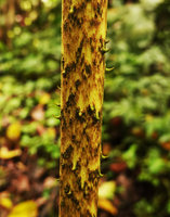 Cyrtosperma johnstonii, motled petiole with spiny emergences, Tenaru Falls, Guadalcanal, Solomon Islands