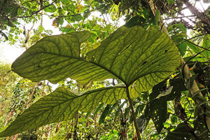 Cyrtosperma johnstonii, venation pattern of the blade, Tenaru Falls, Guadalcanal, Solomon Islands