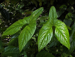 Cyrtosperma macrotum , Manokwari, West Papua