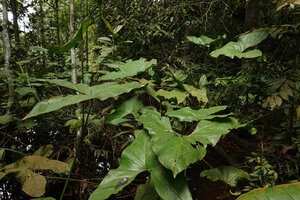 Cyrtosperma merkusii in a relictual freshwater swamp forest, Bukit Timah, Singapore