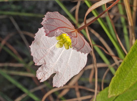 Dalechampia schippii, bracts and flowers, Mountain Pine Ridge Reserve, Belize