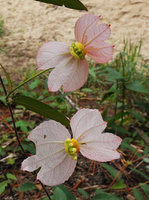 Dalechampia schippii, inflorescences, Mountain Pine Ridge Reserve, Belize