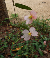 Dalechampia schippii, leaves and inflorescences, Mountain Pine Ridge Reserve, Belize