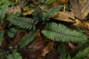 Danaea gracilis, an individual plant in a vegetative population, Utria NP, Choco, Colombia