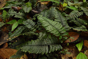 Danaea gracilis, individual fronds of a vegetative population expanding by means of apical frond bulbils, Utria NP, Choco, Colombia