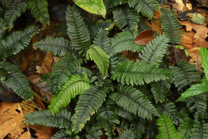 Danaea gracilis, some individual plants in a vegetative population, Utria NP, Choco, Colombia
