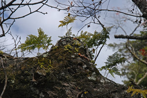 Davallia mariesii and epiphytic Peperomia, Wulin, Taiwan