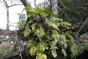 Davallia mariesii and  Peperomia, Wulin, Taiwan