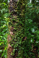 Davallia pusilla as a low densely branched epiphyte, Imbu Rano, Kolombangara, Solomon Islands