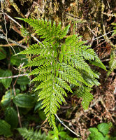 Davallia trichomanoides, highly dissected frond, Cameron Highlands, Malaysia