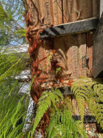 Davallia trichomanoides, rhizomes covered with bright rusty scale hairs, creeping under the brick roof of Ye Olde Smokehouse, Cameron Highlands, Malaysia
