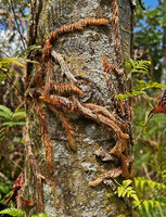 Davallia trichomanoides, rhizomes creeping along tree trunk, covered with long dense bright rusty scale hairs, Cameron Highlands, Malaysia