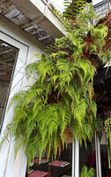 Davallia trichomanoides spontaneously installed under the brick roof of Ye Olde Smokehouse, Cameron Highlands, Malaysia