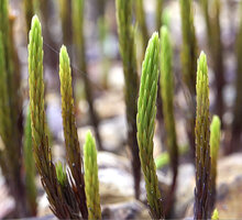 Dawsonia beccarii, leaves appressed along the erect stems, Anggi Lakes, 2300 m asl, Arfak Mts, West Papua