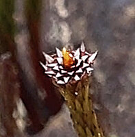 Dawsonia beccarii, male plant with apical antheridial cup at the top of a stem, Anggi Lakes, 2300 m asl, Arfak Mts, West Papua