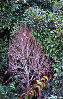 Dead small much branched reiteration shoot in the crown of Dialium pachyphyllum, Campo, Cameroun