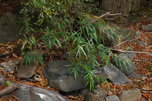 Debregeasia orientalis dans rochers bord rivière, détail, Wulin, Taiwan