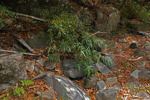 Debregeasia orientalis dans rochers bord rivière, Wulin, Taiwan