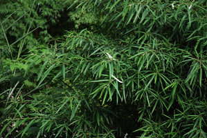 Debregeasia orientalis, détail, Taroko, Taiwan