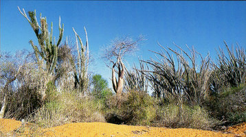 Delonix floribunda surrounded by many Didierea madagascariensis, Tulear, Madagascar