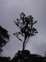 Dendrobium caliculimentum as hanging epiphyte on the central and left lower branches, among many other epiphytes, Mount Hagen, 2800 m asl, Papua New Guinea