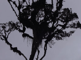 Dendrobium caliculimentum as hanging epiphyte on the central and left lower branches, Mount Hagen, 2800 m asl, Papua New Guinea