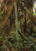 Dendrobium caliculimentum as long hanging epiphyte, Mount Hagen, 2800 m asl, Papua New Guinea