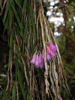 Dendrobium caliculimentum, flowers, Mount Hagen, 2800 m asl, Papua New Guinea