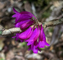 Dendrobium glaucoviride, flowers, Anggi lakes, 2300 m asl, Arfak Mts, West Papua