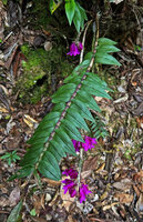 Dendrobium glaucoviride, leafy stem and flowering leafless stem, Anggi lakes, 2000 m asl, Arfak Mts, West Papua