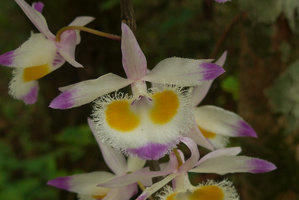 Dendrobium devonianum, flower, Phu Rua NP, Thailand