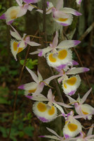 Dendrobium devonianum, flowers close up, Phu Rua NP, Thailand