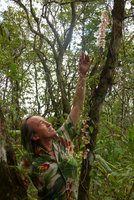 Dendrobium devonianum population in full bloom celebrating Patrick Blanc&#039;s Birthday on June 3rd, 2016, Phu Rua NP, Thailand