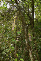 Dendrobium devonianum population in full bloom, Phu Rua NP, Thailand