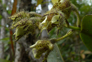 Dendrobium finisterrae, Rondon Ridge, Mount Hagen, Papua New Guinea