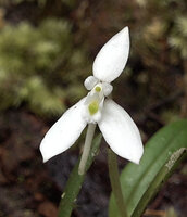 Dendrobium fluctuosum, green spot on labellum and the anther cap, Kwau, Arfak Mts, 1600 m asl, West Papua