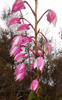 Dendrobium latipetalum, part of inflorescence, Anggi Lakes, 2000 m asl, Arfak Mts, West Papua