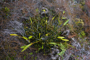 Dendrobium regale, Anggi Lakes, Arfak Mts, 2300 m asl, West Papua