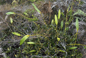 Dendrobium regale in highland savanna, Anggi Lakes, Arfak Mts, 2300 m asl, West Papua