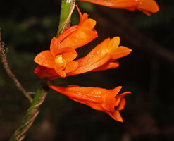 Dendrobium glaucoviride, flowers, front and lateral view, Kwau, 1600 m asl, Arfak Mts, West Papua