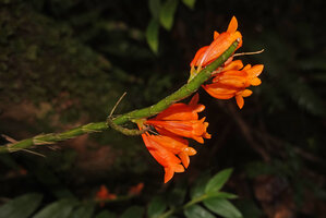 Dendrobium glaucoviride, inflorescences emerging from the top part of defoliate stem, Kwau, 1600 m asl, Arfak Mts, West Papua
