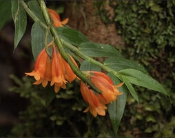 Dendrobium glaucoviride, leafy stem and flowering defoliate stem, Kwau, 1600 m asl, Arfak Mts, West Papua